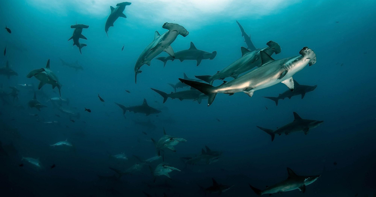 PADI Shark Aware Conservation